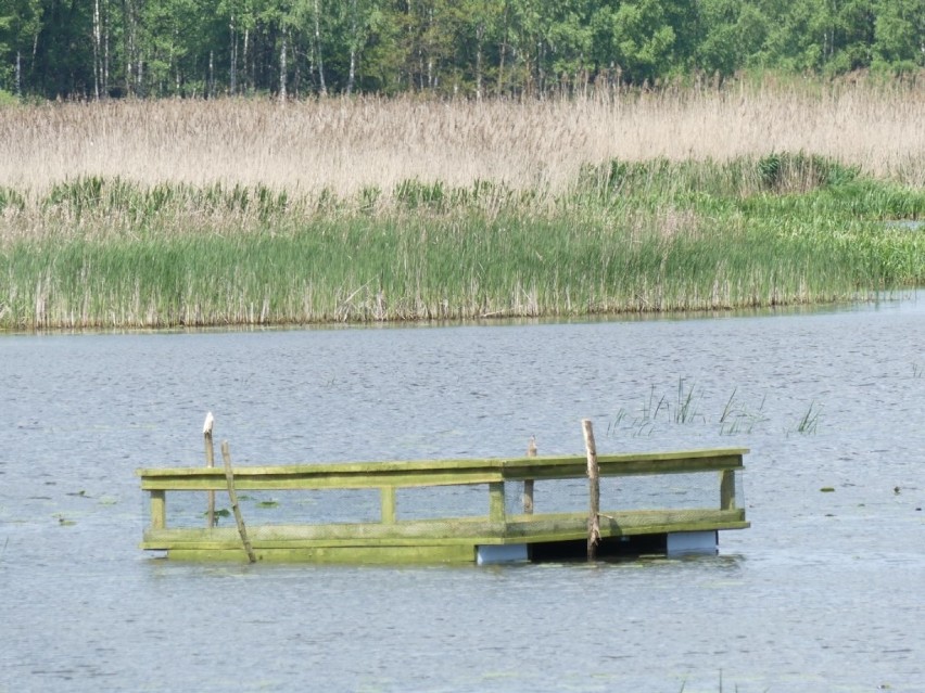 Mewy i rybitwy powoli oswajają się z platformami -...