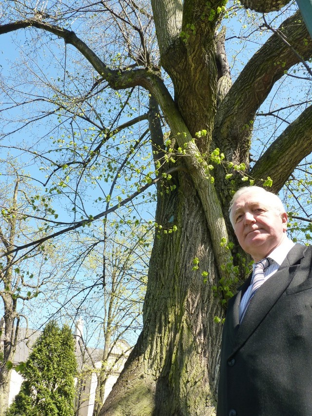 Jan Mielczarek przy lipie Siemiradzkiego, drzewo liczy już prawie 500 lat