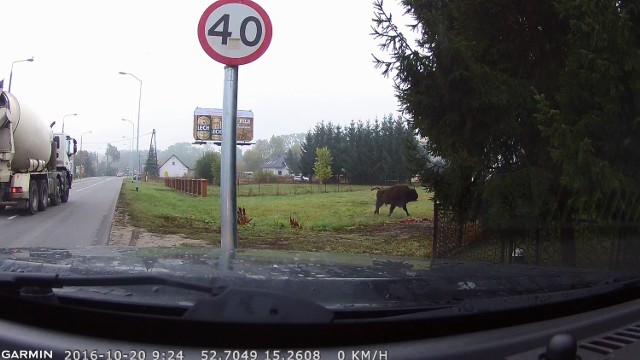 W czwartek (20 października) rano żubr zawędrował do Gorzowa Wlkp. Zdjęcia z tego niecodziennego spotkania przysłały do nas dziś nasze Czytelniczki Karolina Figiel oraz  Alicja Kowalak.

Zdjęcia zostały zrobione na ul. Koniawskiej, w okolicy sklepu Kler oraz przy Zespole Szkół Ogrodniczych.

