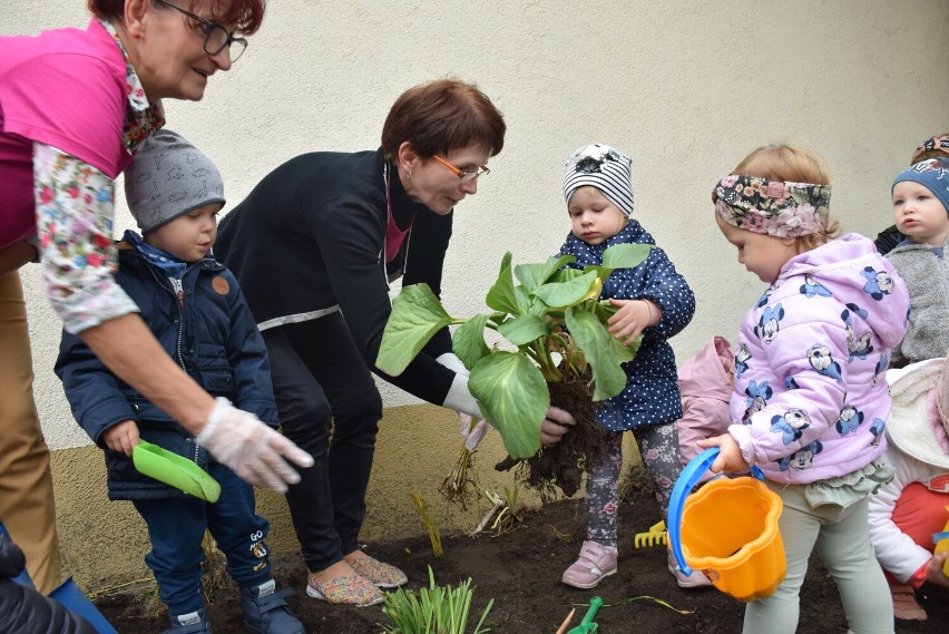 Żłobek miejski w Obornikach. Maluszki wraz z wychowawczyniami posadziły rośliny przed budynkiem