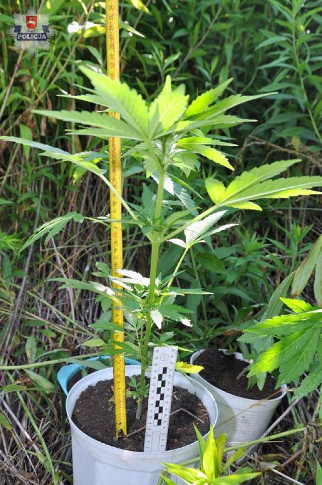 Właścicielem uprawy był 28- letni mężczyzna. Przyznał, że hodował nielegalne rośliny. Z zabezpieczonych sadzonek po wyrośnięciu można byłoby pozyskać ok. 250 gramów suszu narkotyków.