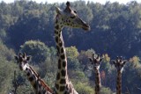Epsi – nowa żyrafa po przejściach w Nowym Zoo [wideo]