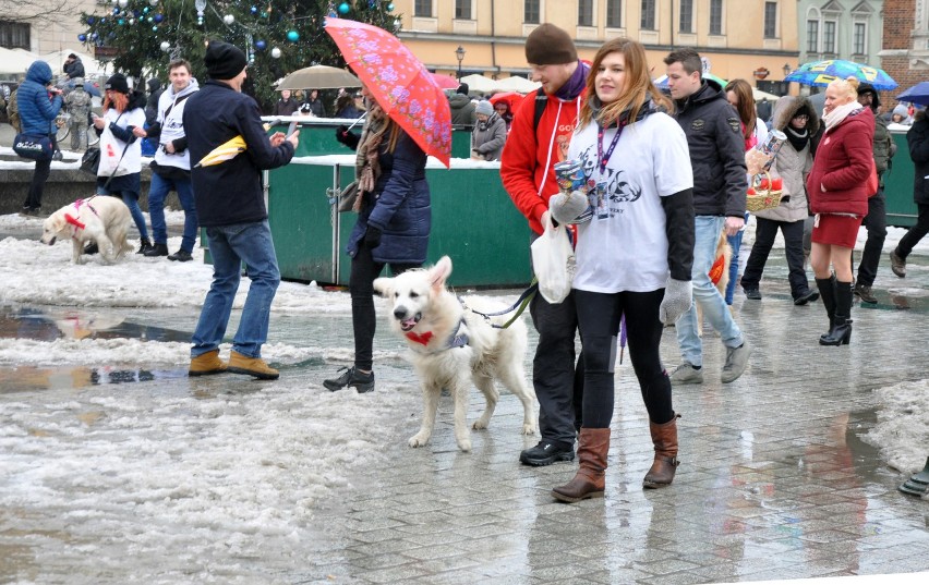 WOŚP 2019. Piękne goldeny retrievery grały z Orkiestrą [ZDJĘCIA]