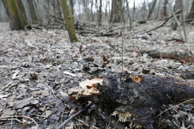 Tragedia pod Warszawą. Drzewo przygniotło spacerowicza. Prokuratura wszczęła śledztwo