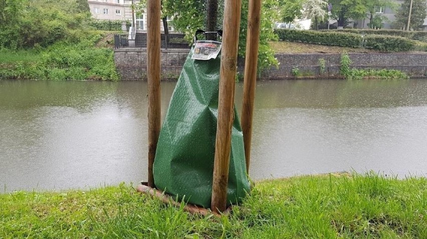 Treegatory, które mają służyć nawadnianiu roślin w wielu...