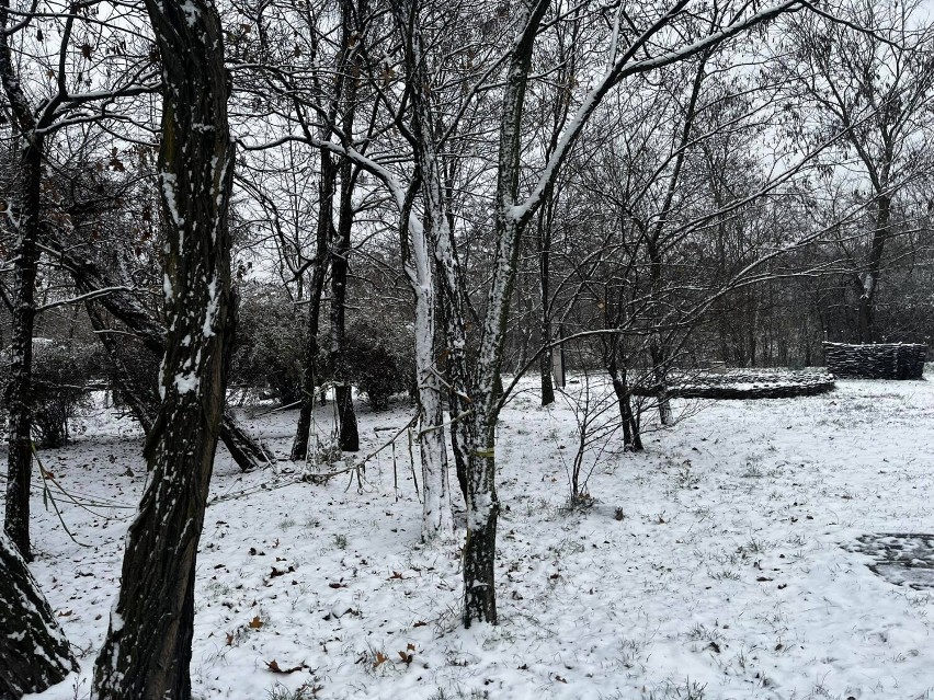 W Warszawie już zima. Gruba warstwa śniegu, gołoledź i 170 posypywarek na stołecznych ulicach. Są ostrzeżenia IMGW