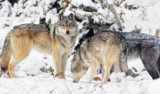 DZIKA PRZYRODA: W naszym regionie pojawiły się wilki! Są pod Miliczem i Antoninem!