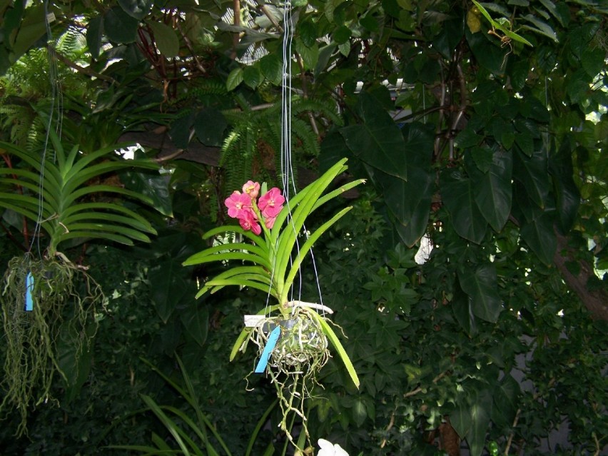 Łańcut - orchidea