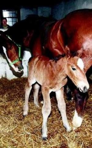 Basia czule opiekuje się swoją nowo narodzona córeczką. Koni nie byłoby na świecie, gdyby nie nasi Czytelnicy Fot. Piotr Krzyżanowski