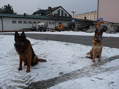 Jastrzębie: Policyjne psy na szkoleniu. Ares i Lupo już sporo potrafią  FOTO