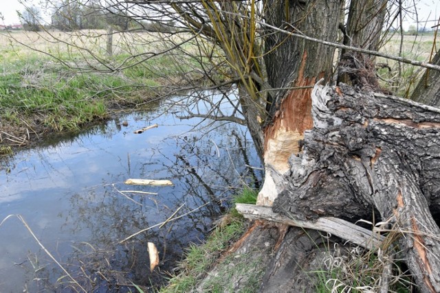 Bobry budują kolejną tamę tuż za Legnicą