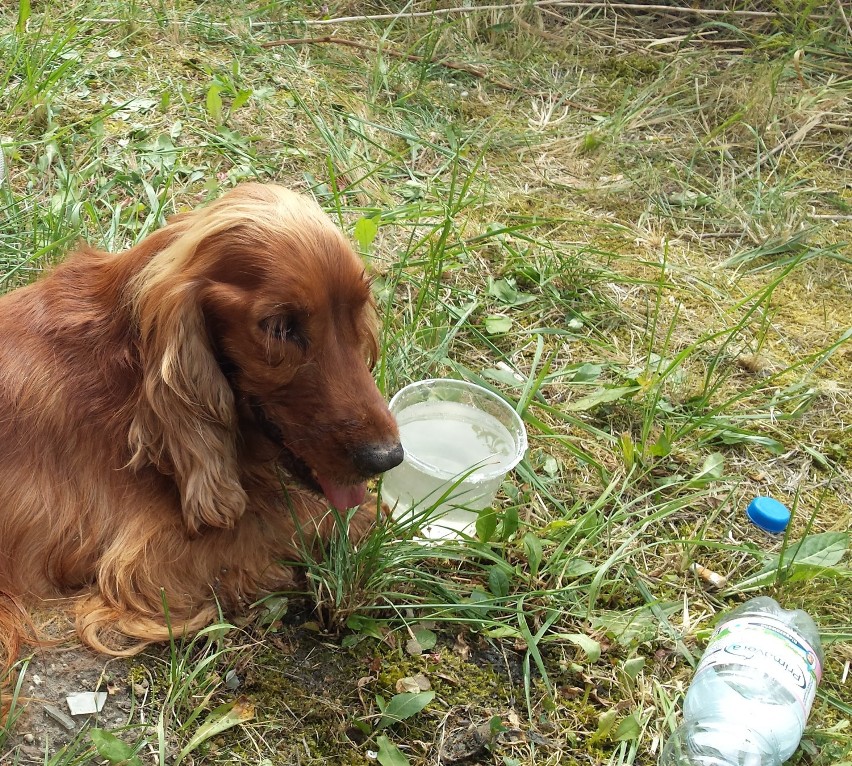 Pies był uwięziony w krzewach przy ul. Potulickiej przez kilka dni