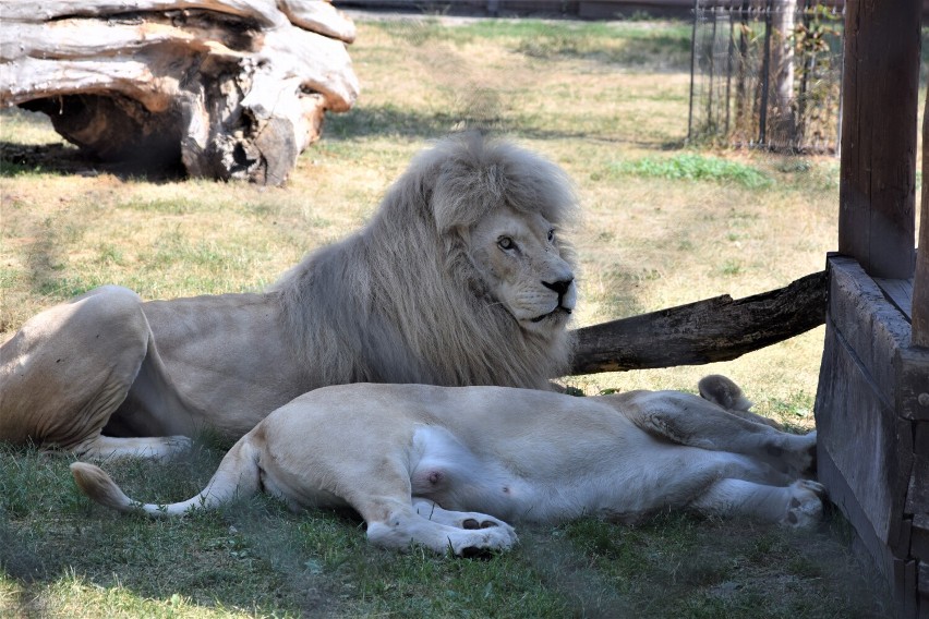 Malibu. Najmłodszy biały lew w stadzie w Zoo Borysew rośnie z dnia na dzień. Jak teraz wygląda? ZDJĘCIA