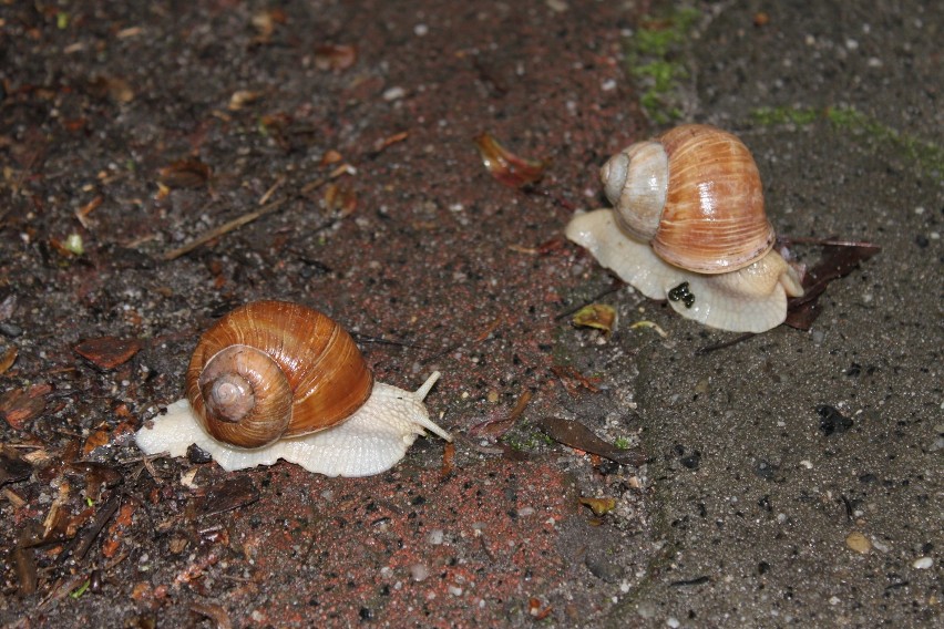 Patrz, co po deszczu dzieje się w Rudach ZDJĘCIA