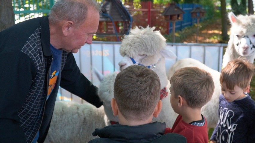 Do dzieci zawitały urocze alpaki, które można było nakarmić,...