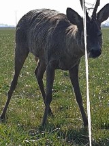 Kmiecin. Dwie sarny zaplątały się w pozostawiony na polu sznurek [ZDJĘCIA] AKTUALIZACJA