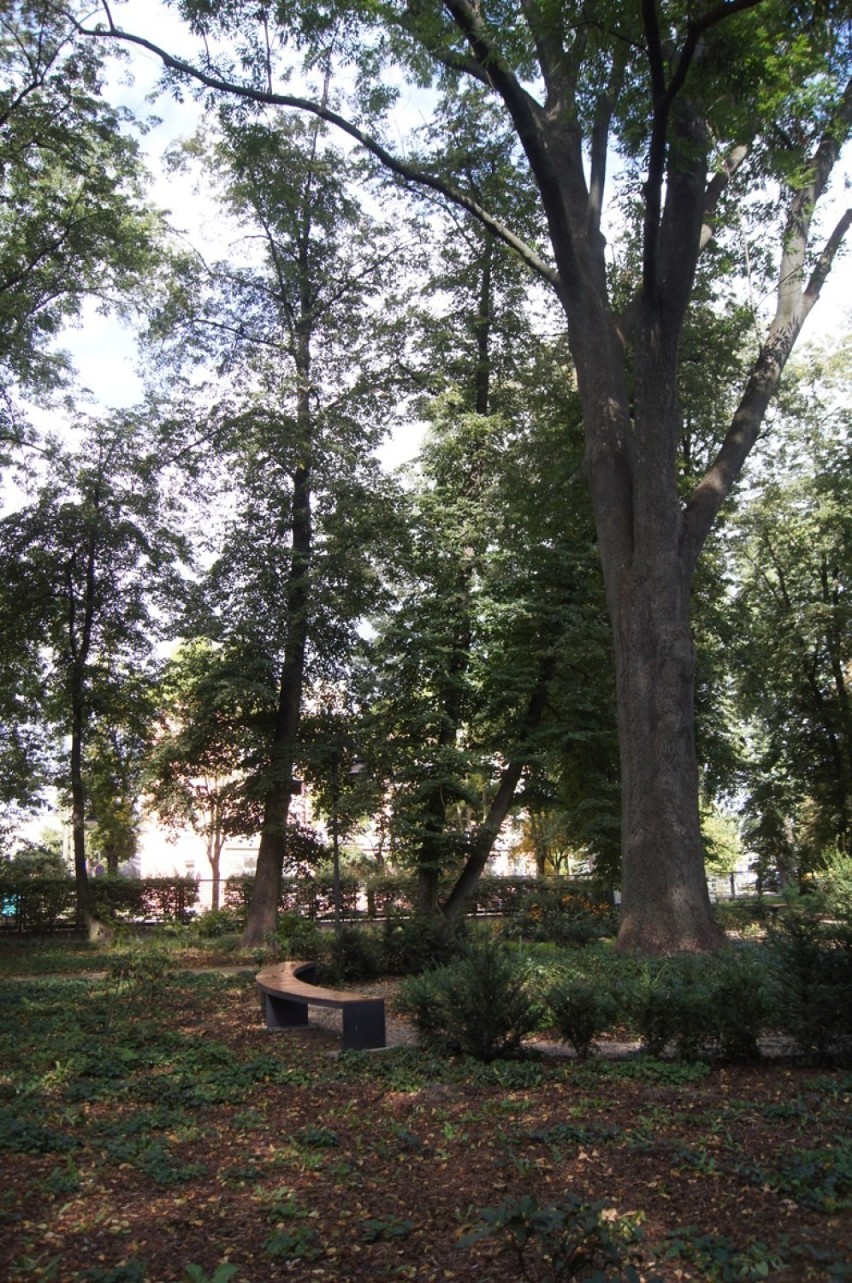 Drzewa w Parku Świętojańskim w Radomsku zagrażają...