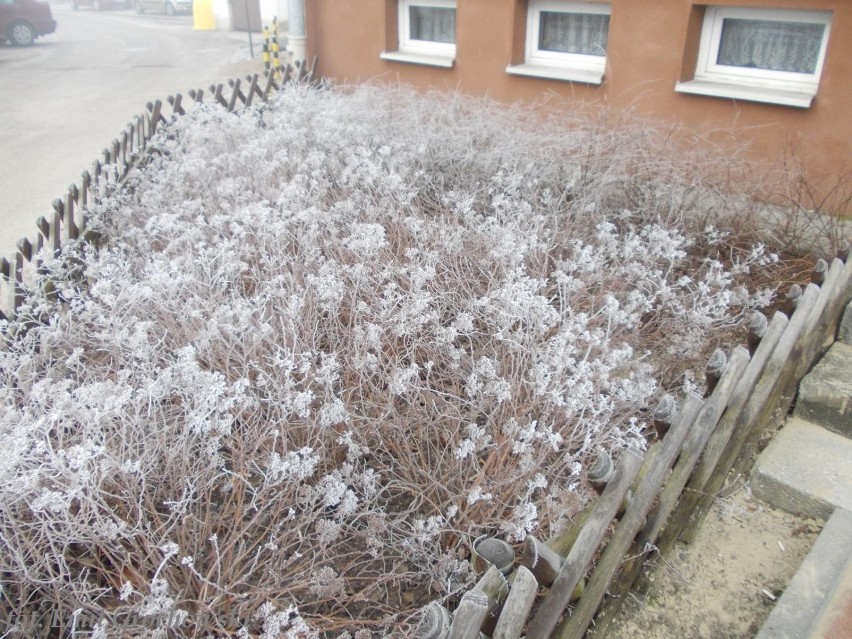 Zima w Płocku - mglisty poranek w naszym mieście