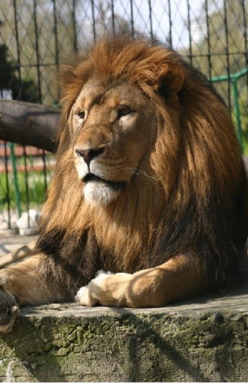 Zoo w Kopenhadze znów zabija zwierzęta. Śląski Ogród...