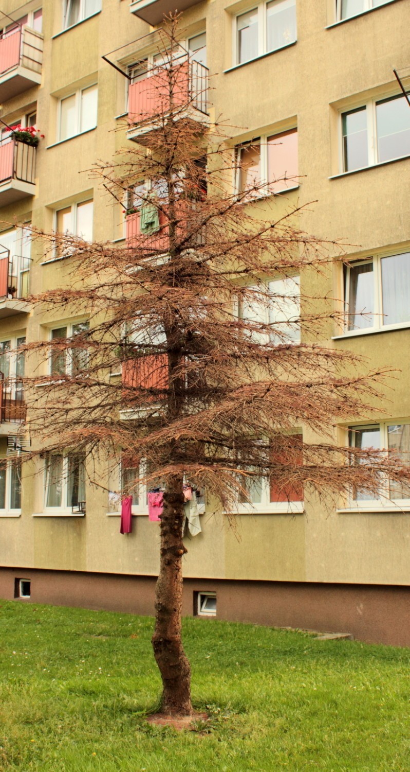 Kilka drzew napotkanych na osiedlu Niepodległości. Jest ich...