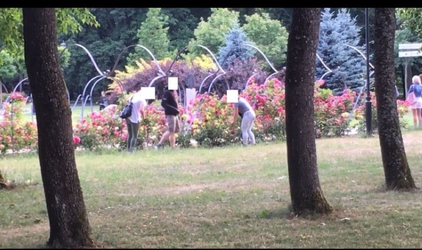 Kradzież róż w parku w Wejherowie