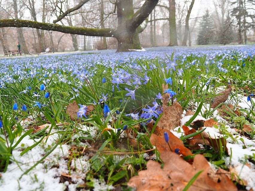 W Łodzi spadł śnieg. Zima nie odpuszcza, choć to już niemal połowa kwietnia. Synoptycy zapowiadają jeszcze wiele zimnych dni