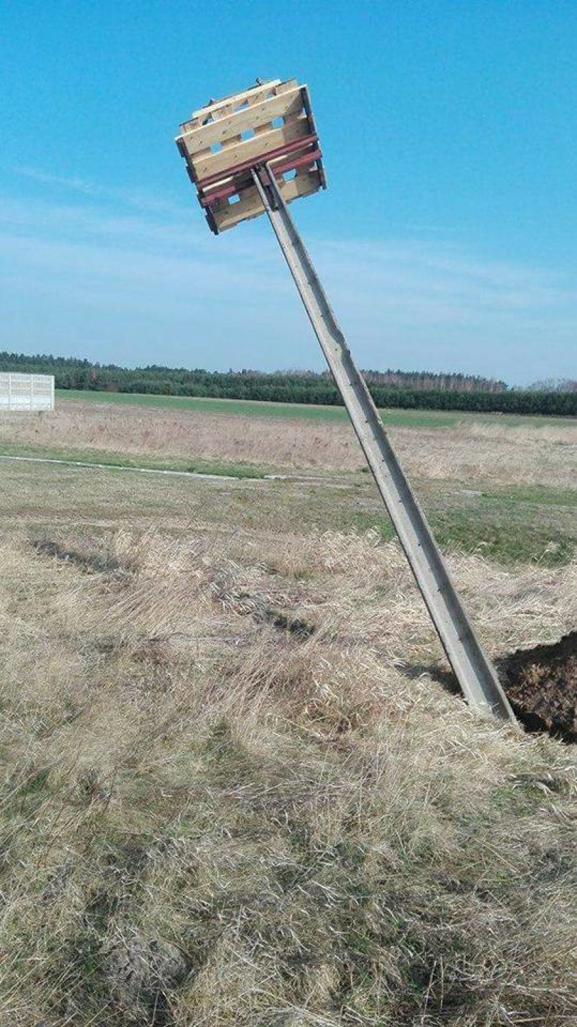 Opatów: Postawili gniazdo bocianom [FOTO]