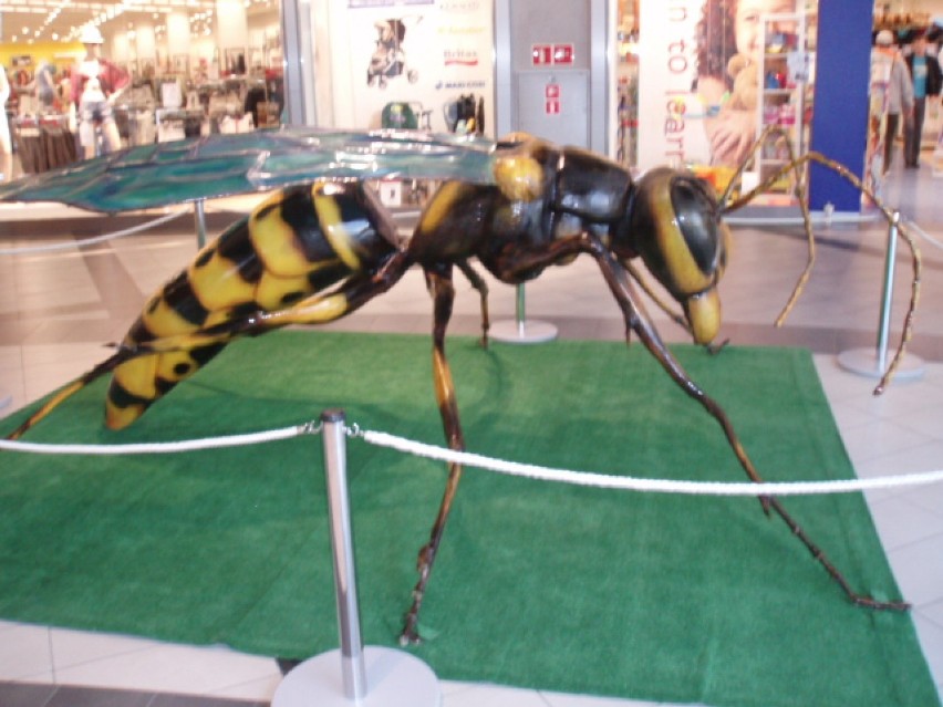 Niezwykłe owady w Focus Mall