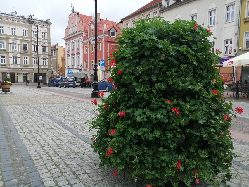 Kwiaty każdemu miejscu dodają uroku. Wałbrzyski rynek stał...