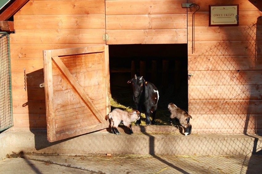 Dwie małe kózki nowymi mieszkańcami Stajni Miejskiej Mini Zoo w Żywcu [ZDJĘCIA]