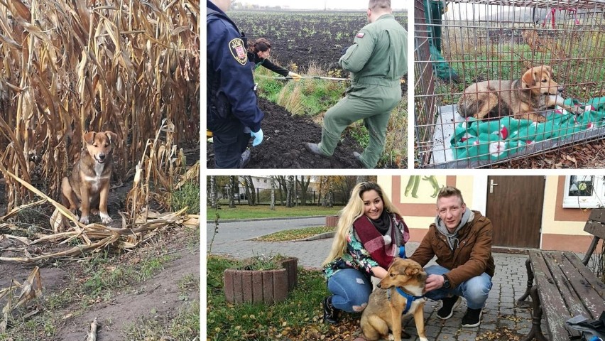 O bezdomnym psie, który mieszkał na polu kukurydzy przy...