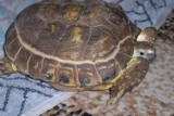 Na jednym z koluszkowskich osiedli znaleziono martwego żółwia