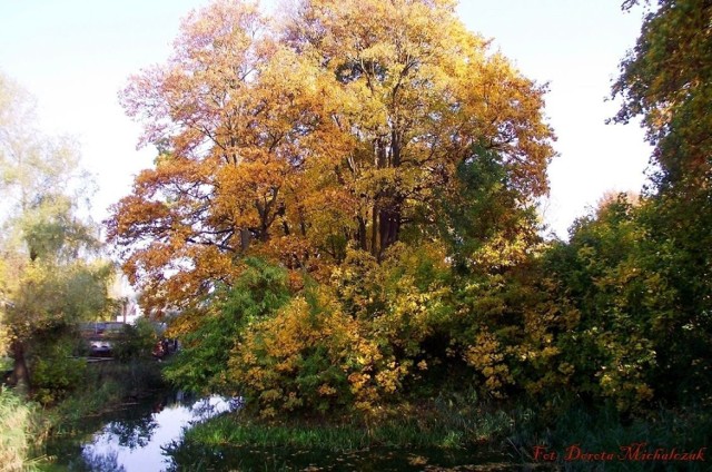 Kocham jesień, bo jesienią wszystko się zmienia, wiatr po parku goni liście, co dywanem kolorowym się ścielą.