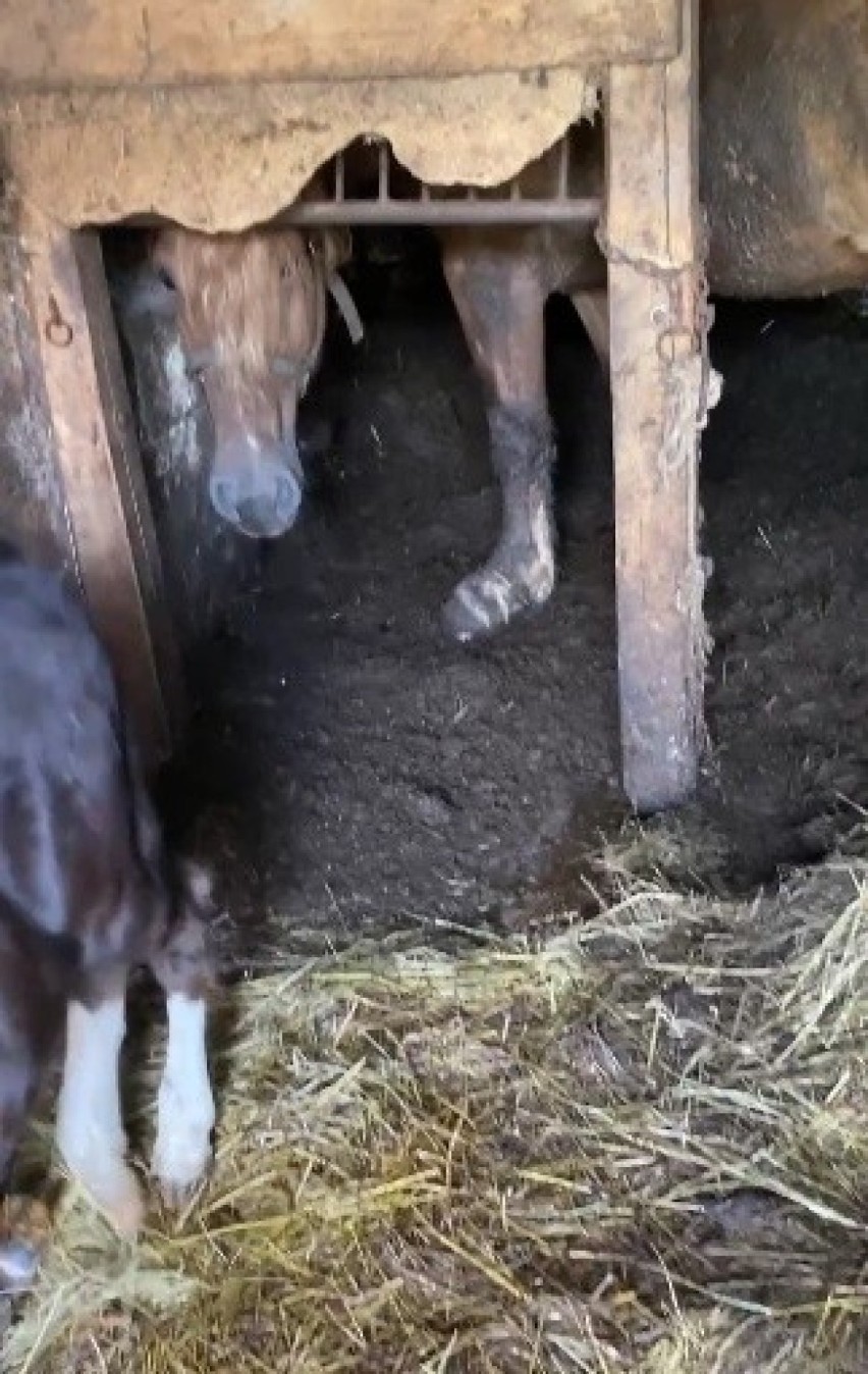 Widok zwierząt, które zobaczyli inspektorzy TOZ-Oddział w...