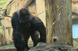 Goryl z opolskiego z zoo wpadł w furię. Zwierzę zdenerwowało się na przedrzeźniających je żartownisiów