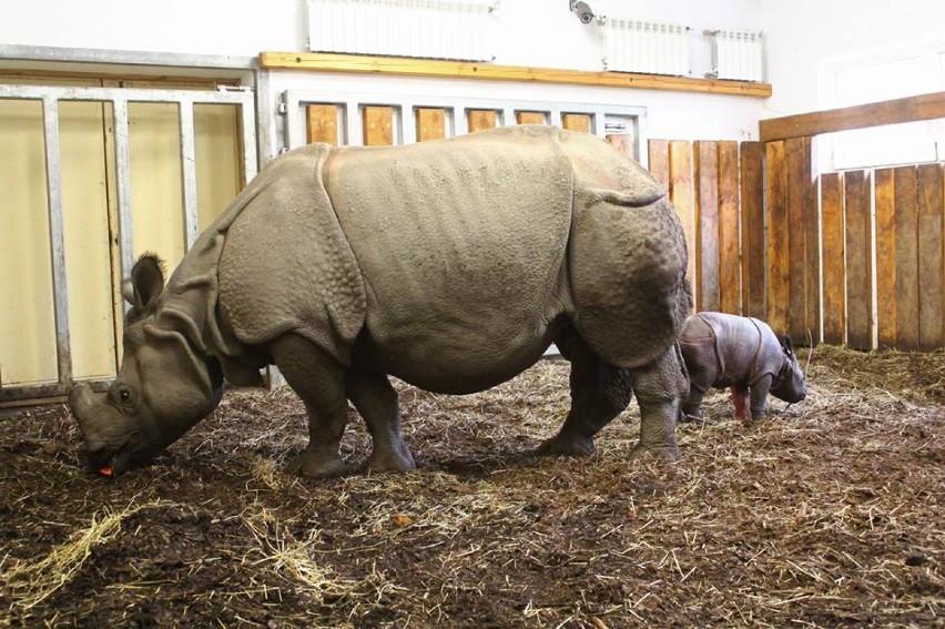 Nowy mieszkaniec warszawskiego zoo