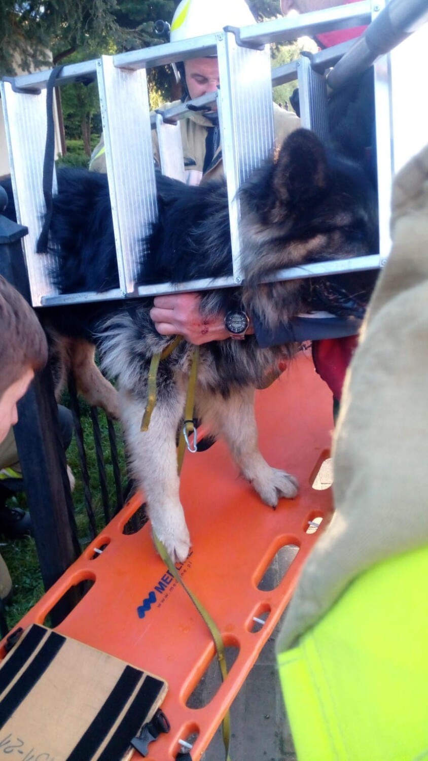 Strażacy uratowali psa, który nadział się na barierki [UWAGA DRASTYCZNE ZDJĘCIA] 