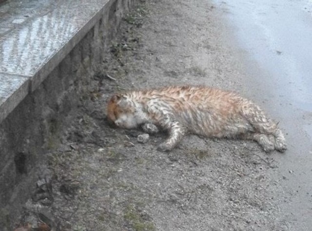 Postrzelony kot leżał przy drodze