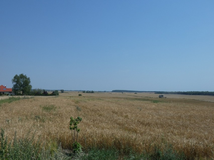 Zbiory lepsze niż rok temu, bo nie było suszy