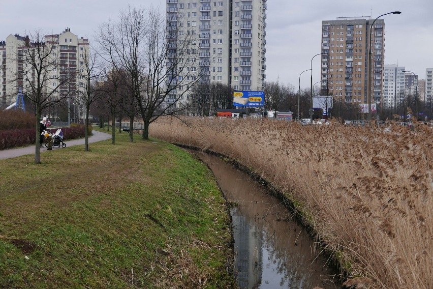 Szczury nad Jeziorkiem Balaton. Nieproszeni goście zmorą...