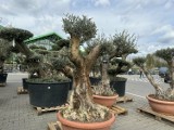 Idealne do ogrodu. Krzewy ozdobne i drzewka owocowe dostępne w Centrum Ogrodniczym Lilia w Wieluniu