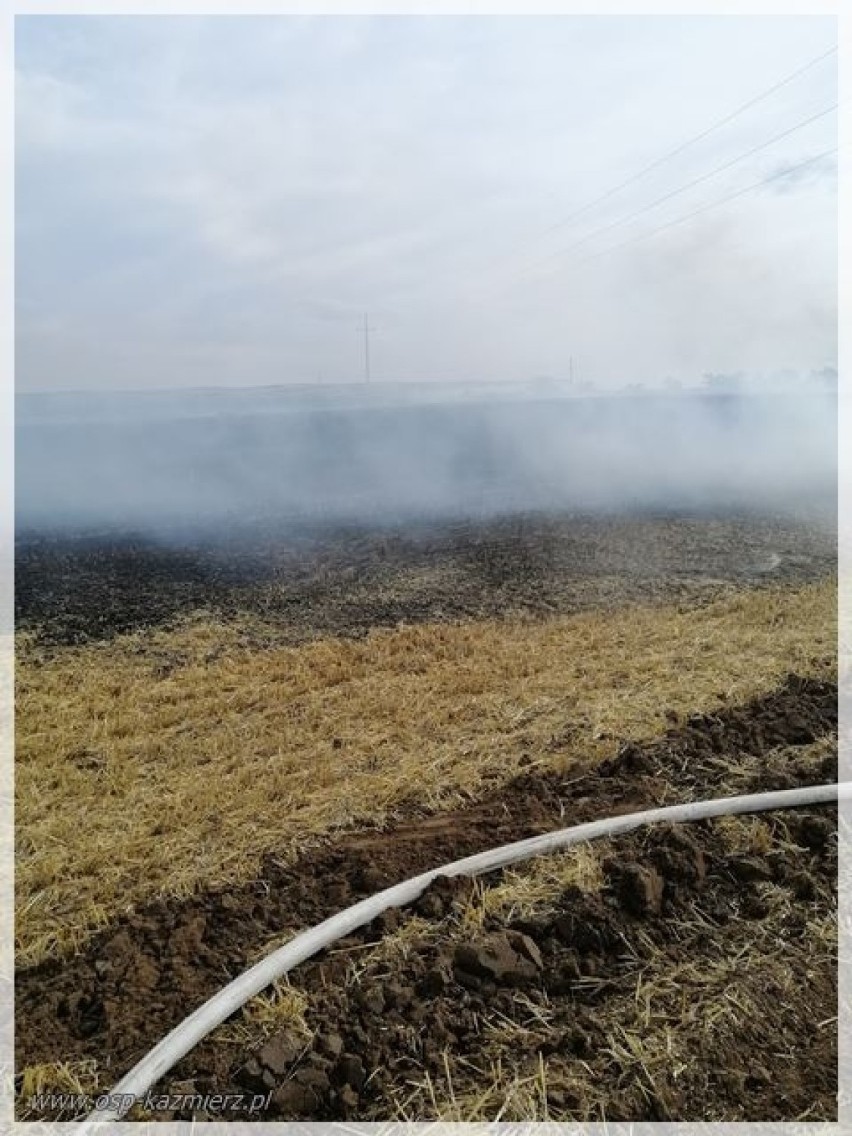 Pożar ścierniska i zboża na pniu w Dolnym Polu