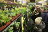 Festiwal Roślin w Radomiu. Będzie zielone szaleństwo w hali sportowej przy ulicy Narutowicza, kwiaty w super cenach prosto od producentów