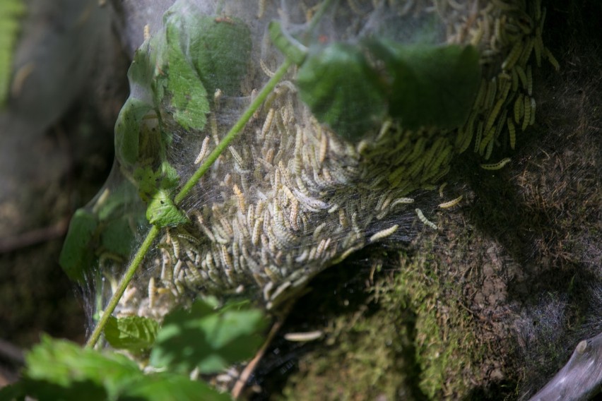 Larwy namiotników w Lesie Borkowskim. Występują okresowo i...