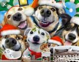 Świąteczny kiermasz dla zwierzaków z Radomska w drukarni CMYK