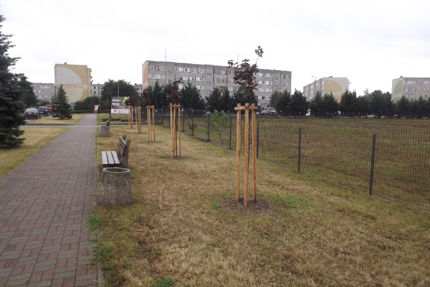 Miejscy pracownicy posadzili drzewa na przy ul. Konopnickiej
