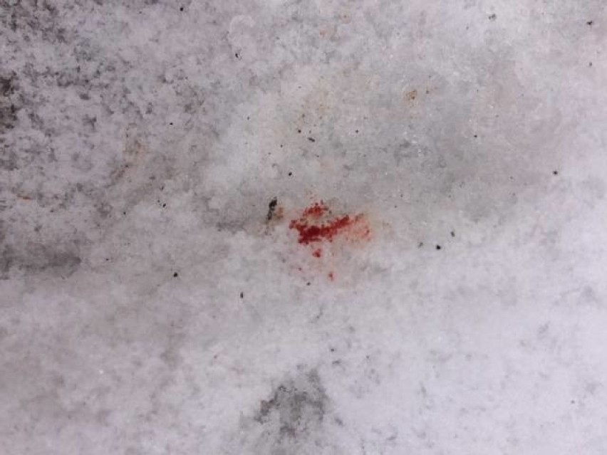 Ślady krwi na śniegu. Spacery kontra polowanie w Lesie Witkowickim
