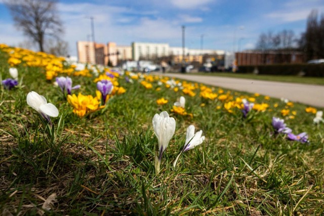 Kraków przygotowuje się do wiosny