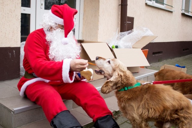 Zostań Świętym Mikołajem i podaruj coś zwierzakom z bialskiego schroniska