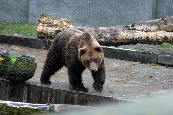 Niedżwiedzie w ZOO od kilku lat czekają na nowy wybieg